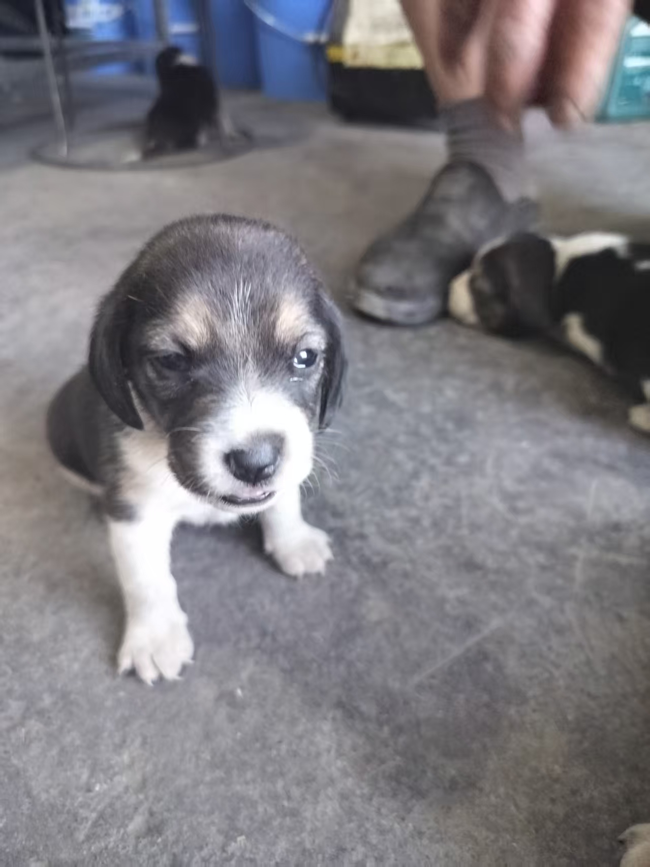 自家比格犬生的小奶狗，黑白相间，毛色漂亮，小脸圆圆的特别可爱。